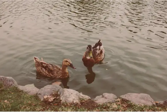 Duck & Guinea hen feeding